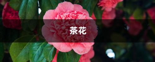 3棵茶花绑一绑，枝条又粗又壮，年年开花100朵！