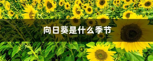 向日葵是什么季节，向日葵怎么种植