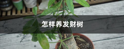 怎样养发财树（附养殖技巧）