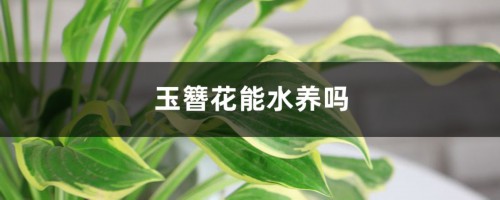 玉簪花能水养吗，怎么水养