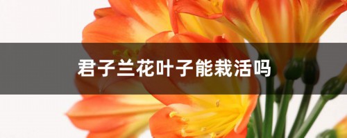 君子兰花叶子能栽活吗，怎样栽培君子兰才能活