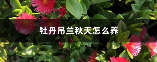 牡丹吊兰秋天怎么养