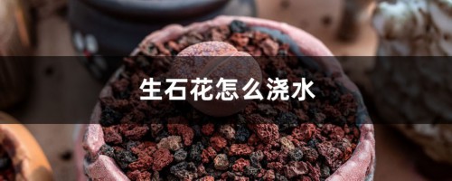 生石花怎么浇水