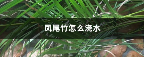 凤尾竹怎么浇水