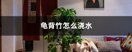 龟背竹怎么浇水