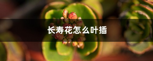 长寿花怎么叶插