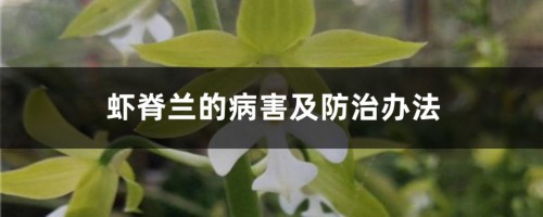 虾脊兰的病害及防治办法